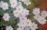 Reproduction of Clematis